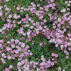Gypsophila Elegance Karışık Bahar Yıldızı Çiçeği Tohumu (1100 tohum)