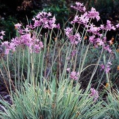 Sosyete Sarımsağı (Society Garlic) Çiçeği Tohumu(5 tohum)