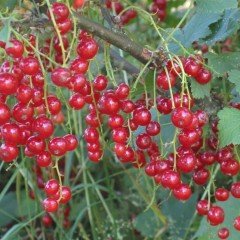 Doğal Kırmızı Frenk Üzümü Tohumu (10 Adet)