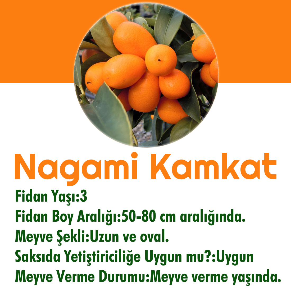 Tuplu Asili Nadir Uretim Iri Ve Yuvarlak Kamkat Fidani Satin Al