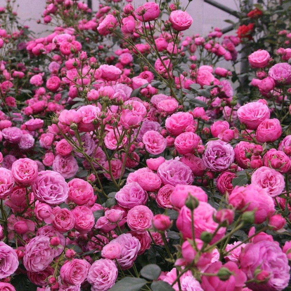 Tüplü Bad Wörishofen Pembe 2005 Yediveren Gül Fidanı