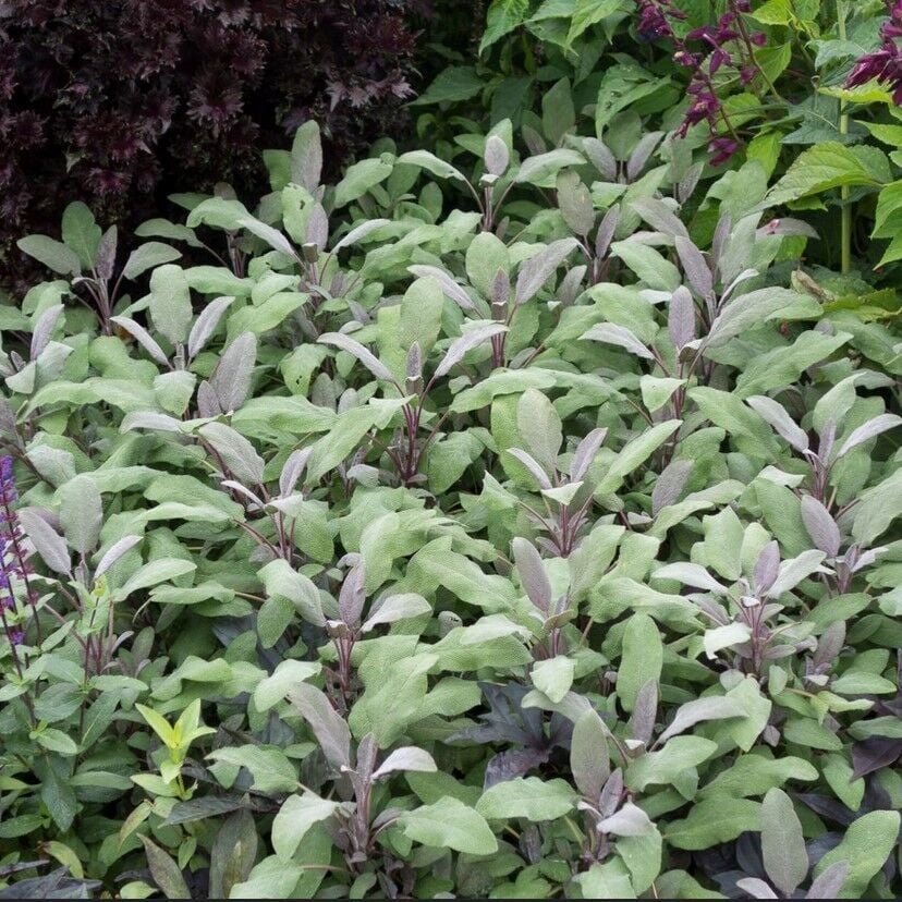 Mandala Purpur Adaçayı Çiçeği Fidesi (2 Adet )