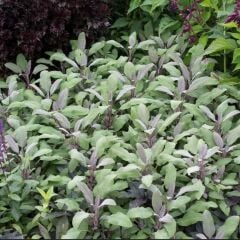 Mandala Purpur Adaçayı Çiçeği Fidesi (2 Adet )