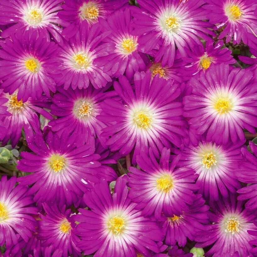 Sarkan Yayılıcı Delasporma Purple Buz Çiçeği Fidesi (2 Adet)