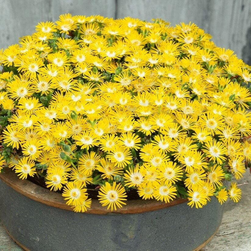 Sarkan Yayılıcı Delasporma Yellow Buz Çiçeği Fidesi (2 Adet)