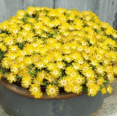 Sarkan Yayılıcı Delasporma Yellow Buz Çiçeği Fidesi (2 Adet)