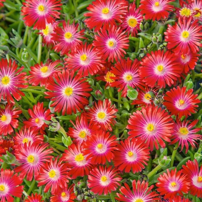 Sarkan Yayılıcı Delasporma Red Buz Çiçeği Fidesi (2 Adet)