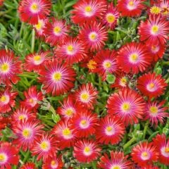 Sarkan Yayılıcı Delasporma Red Buz Çiçeği Fidesi (2 Adet)