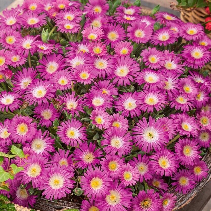 Sarkan Yayılıcı Delasporma Hot Pink Buz Çiçeği Fidesi (2 Adet)