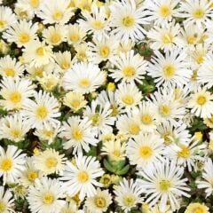 Sarkan Yayılıcı Delasporma İce Cream Buz Çiçeği Fidesi (2 Adet)