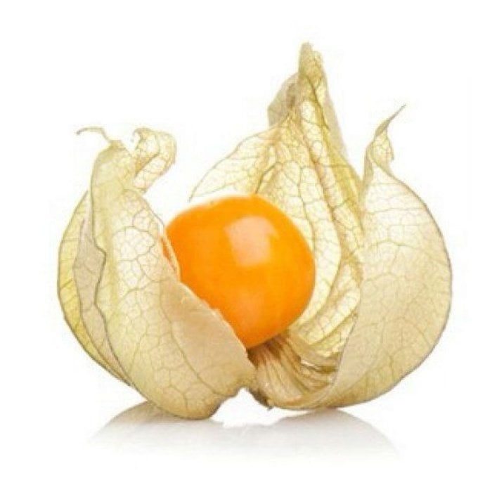 Yer Kirazı (Physalis) Altın Çilek Fidesi (10 Adet)