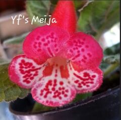 Yf's Meija Kohleria Japon Küpelisi Çiçeği Fidesi (Mini Potta)