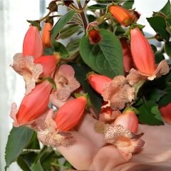 Peach Quen Kohleria Japon Küpelisi Çiçeği Fidesi (Mini Potta)