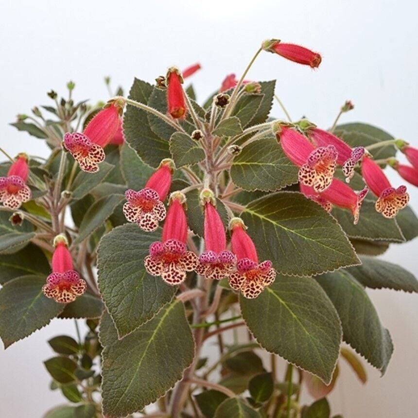 Brimstone Kohleria Japon Küpelisi Çiçeği Fidesi (Mini Potta)