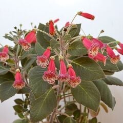 Brimstone Kohleria Japon Küpelisi Çiçeği Fidesi (Mini Potta)