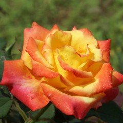 Tüplü Turuncu Sarı Yediveren Bonanza Gül Fidanı