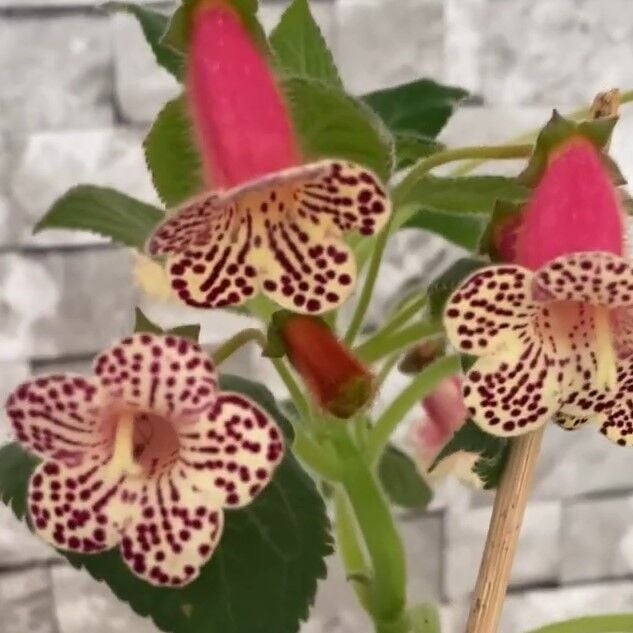 Rf's 3 Kohleria Çiçeği Fidesi Kohleria Japon Küpelisi Çiçeği Fidesi (Mini Potta)