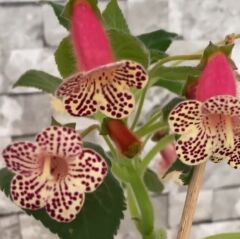 Rf's 3 Kohleria Çiçeği Fidesi Kohleria Japon Küpelisi Çiçeği Fidesi (Mini Potta)