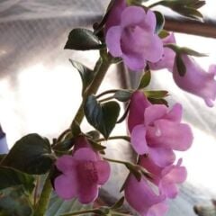 X Gloximannia Arion Kohleria Çiçeği Fidesi Kohleria Japon Küpelisi Çiçeği Fidesi (Mini Potta)