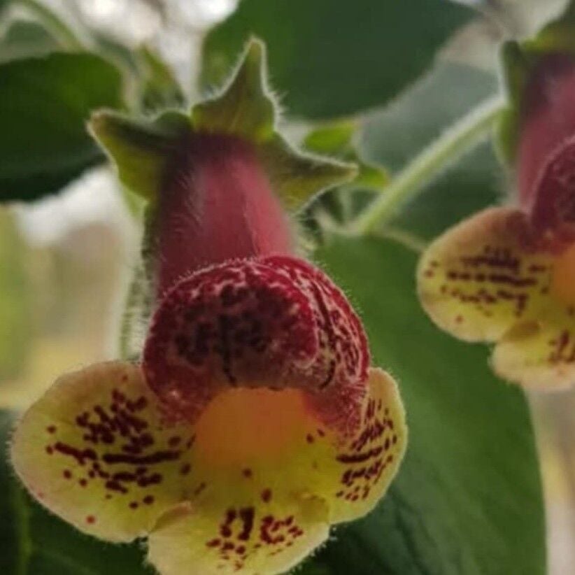 Yf's Kitty Kohleria Japon Küpelisi Çiçeği Fidesi (Mini Potta)