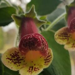 Yf's Kitty Kohleria Japon Küpelisi Çiçeği Fidesi (Mini Potta)