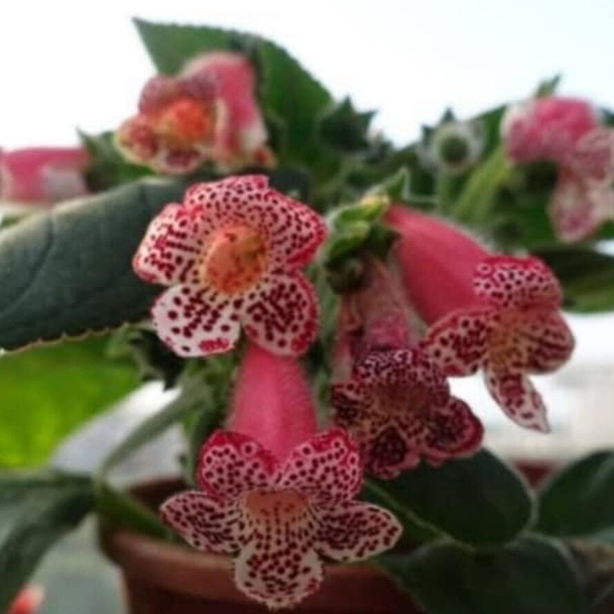 Lys Freckles Beauty Kohleria Çiçeği Fidesii (Mini Potta)