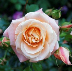 Tüplü Double Delight Pembe Beyaz Yediveren Gül Fidanı