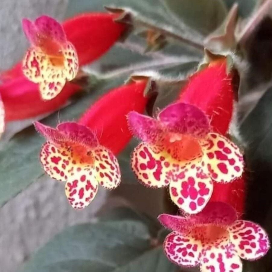 Multiflora Kohleria Japon Küpelisi Çiçeği Fidesi (Mini Potta)