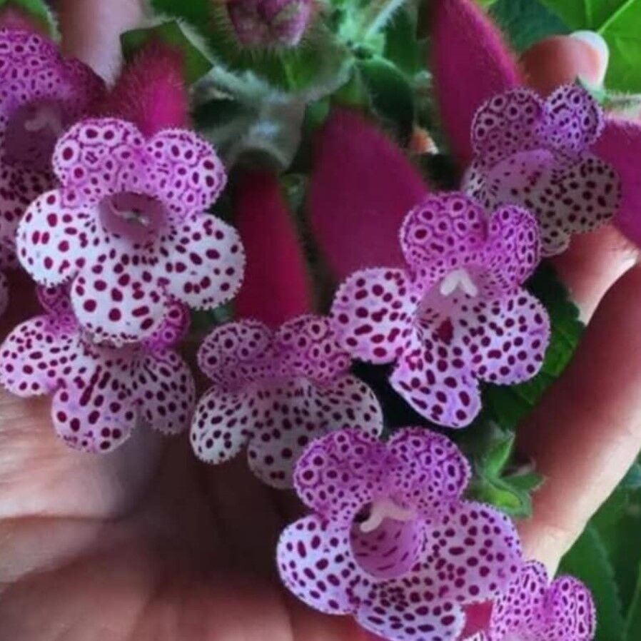 Bts Maggie Kohleria Japon Küpelisi Çiçeği Fidesi (Mini Potta)