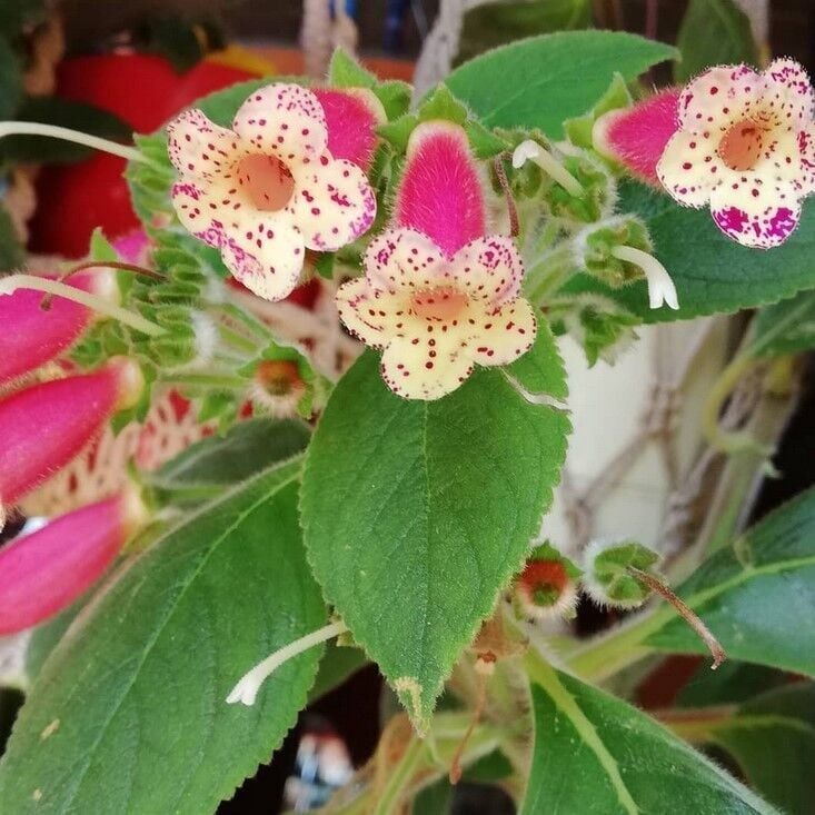 Yf's Lysia Kohleria Japon Küpelisi Çiçeği Fidesi (Mini Potta)