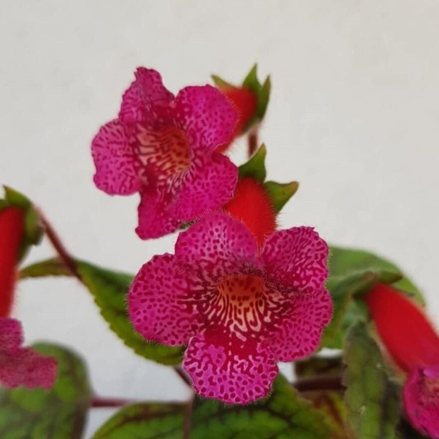 Yf's Liv Kohleria Japon Küpelisi Çiçeği Fidesi (Mini Potta)