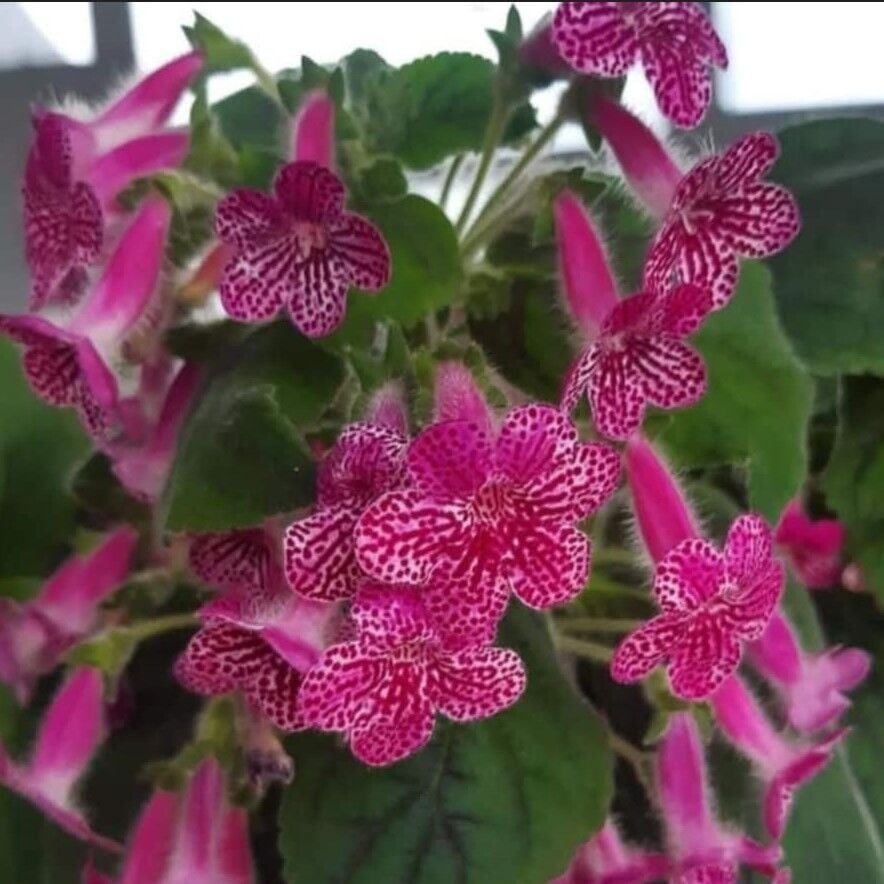 Rongo Kohleria Japon Küpelisi Çiçeği Fidesi (Mini Potta)