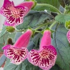 Yf's Dance Kohleria Japon Küpelisi Çiçeği Fidesi (Mini Potta)