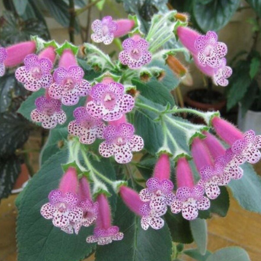 Thads Uncle Ron Kohleria Japon Küpelisi Çiçeği Fidesi (Mini Potta)