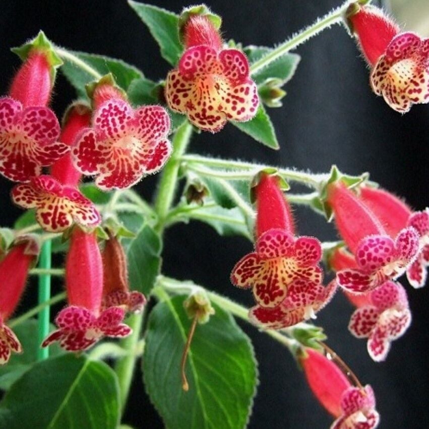 Lucifer Kohleria Japon Küpelisi Çiçeği Fidesi (Mini Potta(Kopya)