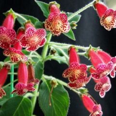 Lucifer Kohleria Japon Küpelisi Çiçeği Fidesi (Mini Potta(Kopya)