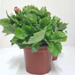 Büyük Saksıda Mandarin Sardunya Canan Çiçeği