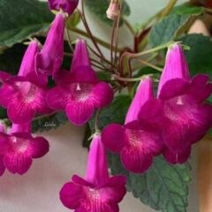 X Smithicodonia Joy Kohleria Japon Küpelisi Çiçeği Fidesi (Mini Potta