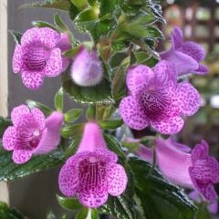 X Gloximannia She Dancing Kohleria Çiçeği Fidesi Kohleria Japon Küpelisi Çiçeği Fidesi (Mini Potta)