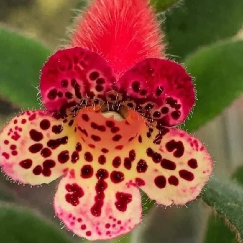 Srg's Black Jack Kohleria Japon Küpelisi Çiçeği Fidesi (Mini Potta)