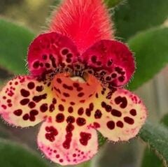 Srg's Black Jack Kohleria Japon Küpelisi Çiçeği Fidesi (Mini Potta)