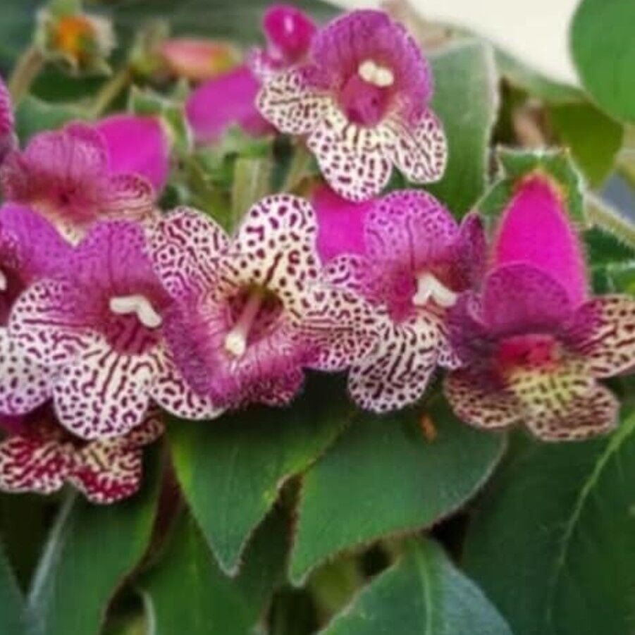 Srg's Bitter ChocolateKohleria Japon Küpelisi Çiçeği Fidesi (Mini Potta)