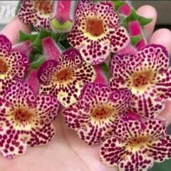 Ni's Whence Kohleria Japon Küpelisi Çiçeği Fidesi (Mini Potta)