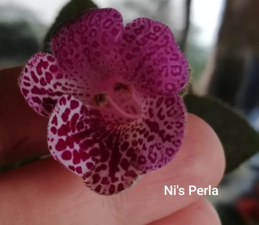 Ni's Perla Kohleria Japon Küpelisi Çiçeği Fidesi (Mini Potta)