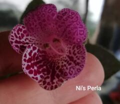 Ni's Perla Kohleria Japon Küpelisi Çiçeği Fidesi (Mini Potta)