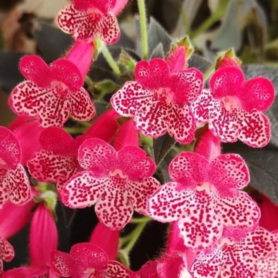 Quen Victor Kohleria Japon Küpelisi Çiçeği Fidesi (Mini Potta)