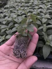 Sarkıcı XXL Çiçekli Fuchusia Karışık Küpeli Küpe Çiçeği Fidesi (20 Adet)