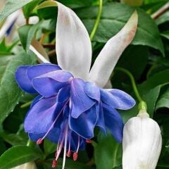 Sınırlı Stok Katmerli Blue Angel Küpe Çiçeği Fidesi (1 Adet)