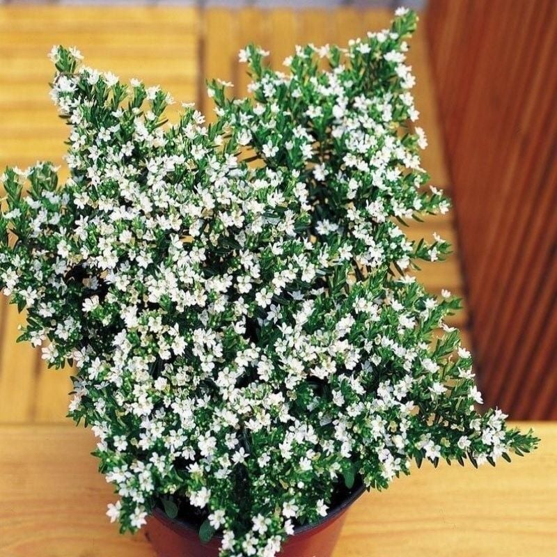 Soğuklara Dayanıklı Sarkan Sepetler İçin Multi Çiçekli Myrto White Beyaz Çiçekli Küfeya Çiçeği Fidesi (1 Adet)