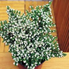 Soğuklara Dayanıklı Sarkan Sepetler İçin Multi Çiçekli Myrto White Beyaz Çiçekli Küfeya Çiçeği Fidesi (1 Adet)